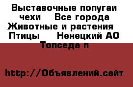 Выставочные попугаи чехи  - Все города Животные и растения » Птицы   . Ненецкий АО,Топседа п.